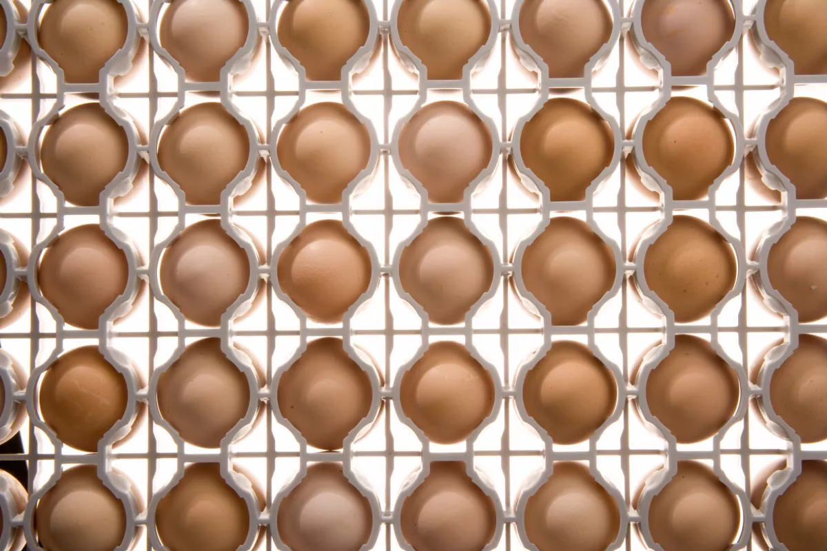 Microban pas reform poultry industry egg safety hatchery equipment smart tray egg incubation mtime20190225200930