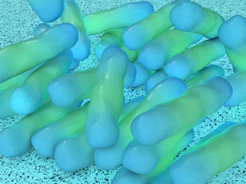 Mbns18 Shigella dysenteriae