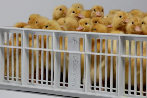 Microban pas reform poultry industry egg safety hatchery equipment hatching basket egg incubation mtime20190225200936