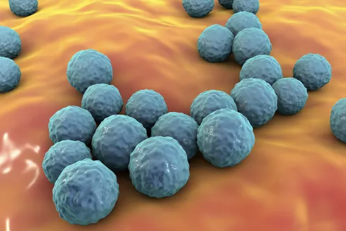 Enterococcus Bacteria mtime20190225200931
