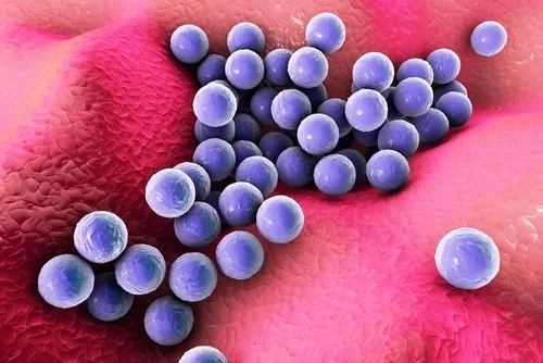 Staphylococcus aureus mtime20190225200932