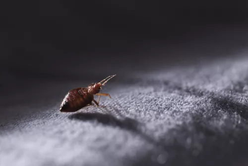 Mbns18 Bed Bugs mtime20190225200928