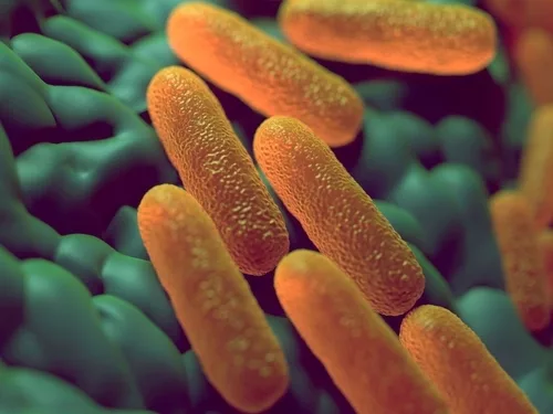 mbns18_Salmonella