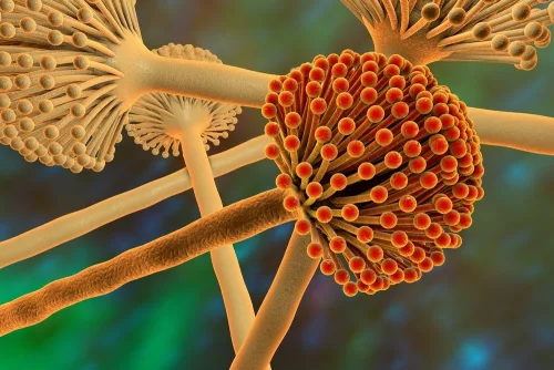 Mbns18 Aspergillus Niger