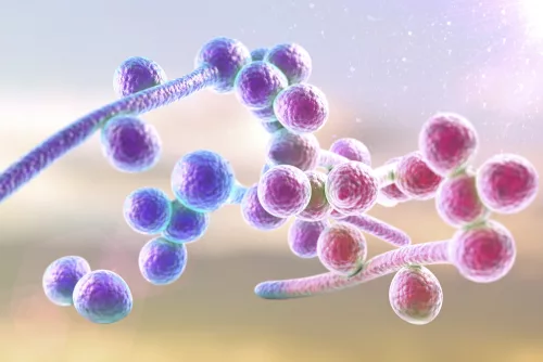 Mbns18 Candida Albicans