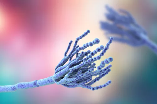 Mbns18 Penicillium