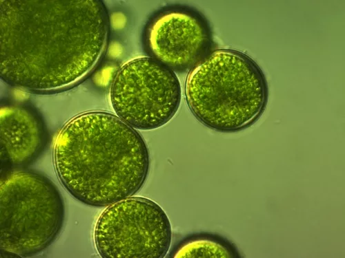Mbns18 Algae