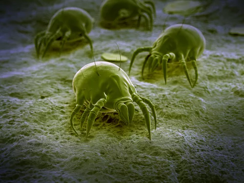 Mbns18 Dust Mites