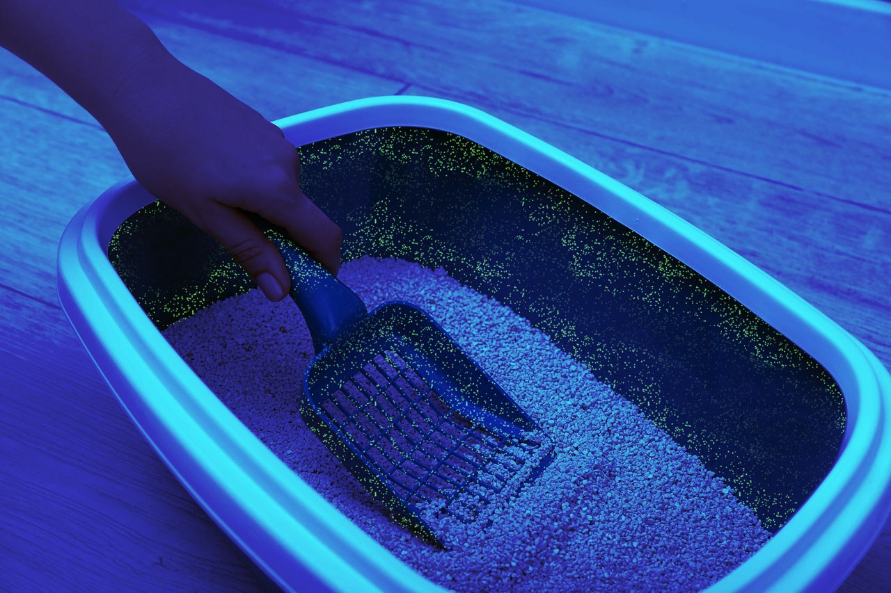 Blue overlay on image of Cat litter tray without any antimicrobial protection, glowing confocal bacteria simulation on inside of tray