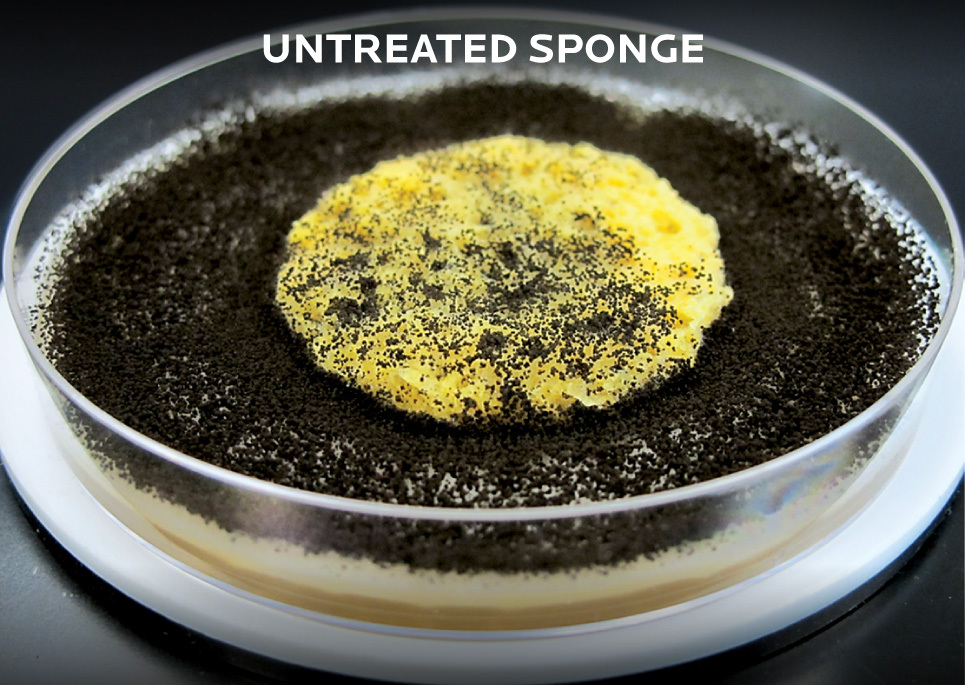 Petri dish with untreated sponge and black mold growing in the dish and all over the sponge
