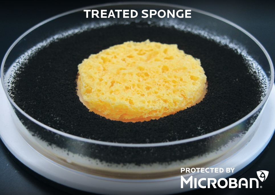 Petri dish with Microban treated sponge and black mold growing in the dish but none on the sponge, protected by Microban logo in bottom right corner