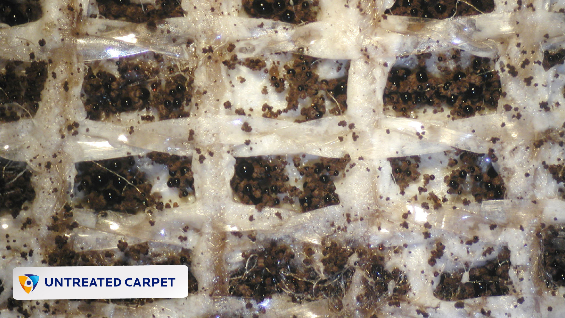Untreated Carpet